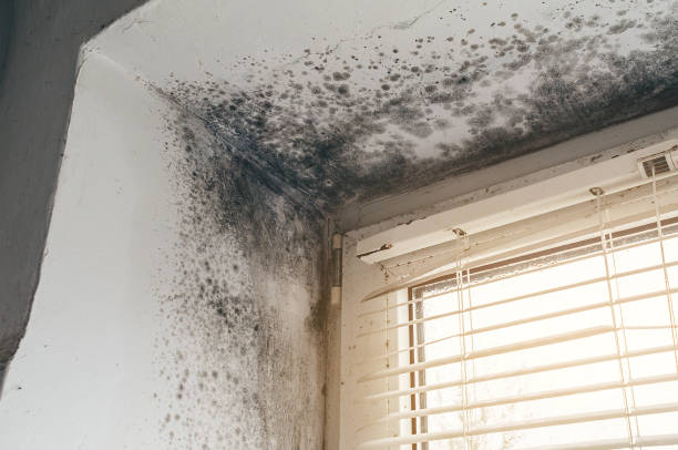 Affordable Attic Mold Remediation solutions in West Orange, TX
